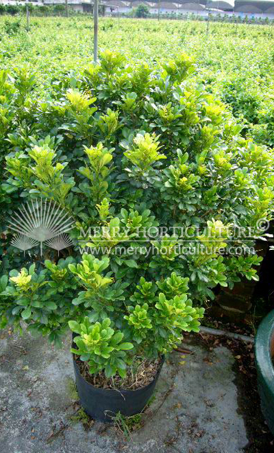 Aglaia odorata (Chinese Jasmine)